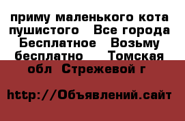 приму маленького кота пушистого - Все города Бесплатное » Возьму бесплатно   . Томская обл.,Стрежевой г.